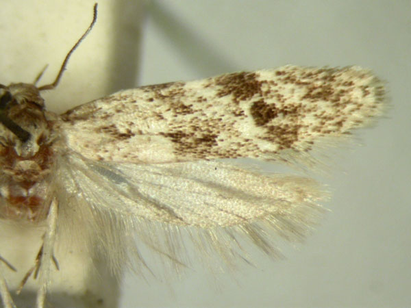 /filer/webapps/moths/media/images/C/clonomicta_Allotalanta_HT747_TMSA_02.jpg