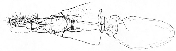/filer/webapps/moths/media/images/C/clostos_Plinthograptis_GFHT_ISEA.jpg
