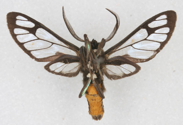 /filer/webapps/moths/media/images/C/clypeatus_Pseudodiptera_HT_RBINS_02.jpg