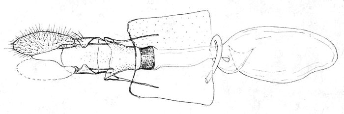 /filer/webapps/moths/media/images/C/clyster_Plinthograptis_GFHT_ISEA.jpg
