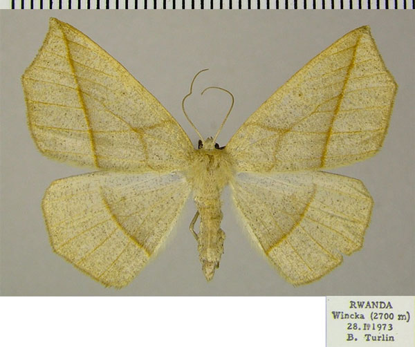 /filer/webapps/moths/media/images/C/cneca_Psilocerea_AF_ZSM.jpg