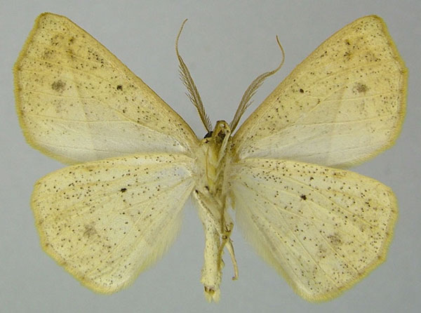 /filer/webapps/moths/media/images/C/cneca_Psilocerea_AM_ZSMb.jpg
