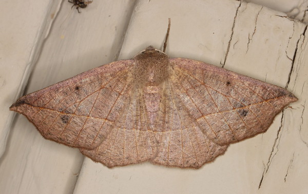 /filer/webapps/moths/media/images/C/cneca_Psilocerea_F_Heyns_01.jpg