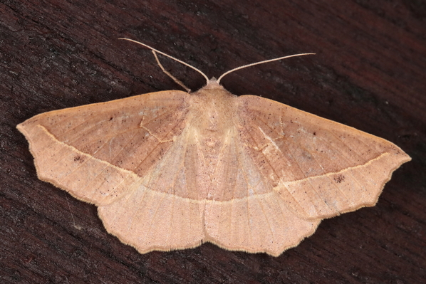 /filer/webapps/moths/media/images/C/cneca_Psilocerea_F_Heyns_02.JPG