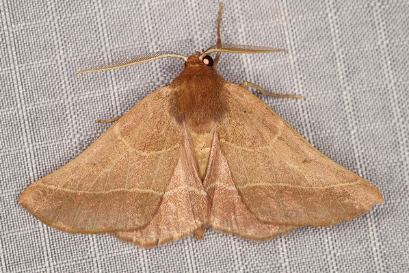 /filer/webapps/moths/media/images/C/cnephaeogramma_Drepanogynis_A_Heyns_01.JPG