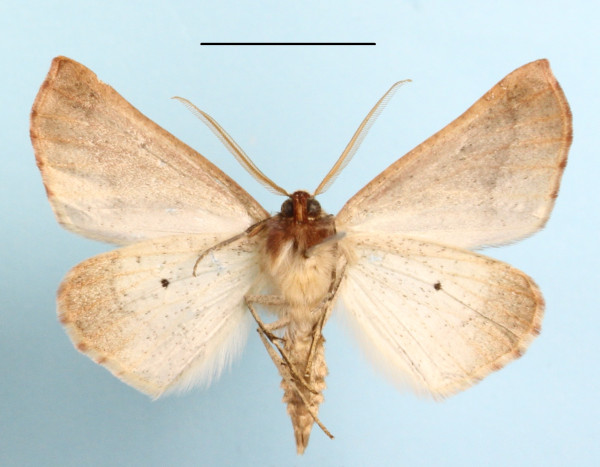/filer/webapps/moths/media/images/C/cnephaeogramma_Drepanogynis_A_MGCLb_01.jpeg