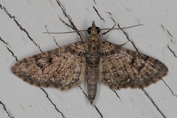 /filer/webapps/moths/media/images/C/coaequalis_Eupithecia_A_Heyns_02.JPG