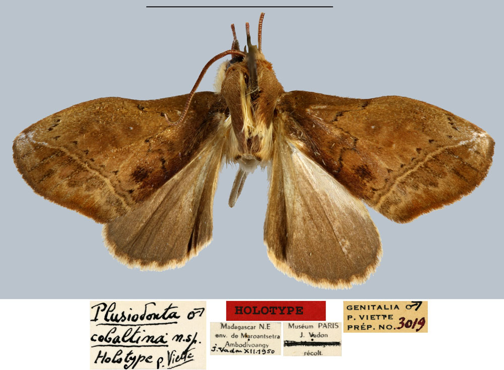 /filer/webapps/moths/media/images/C/cobaltina_Plusiodonta_HT_MNHN.jpg