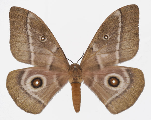 /filer/webapps/moths/media/images/C/cocaulti_Gonimbrasia_AF_Basquin.jpg