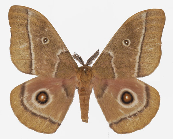 /filer/webapps/moths/media/images/C/cocaulti_Gonimbrasia_AM_Basquina.jpg