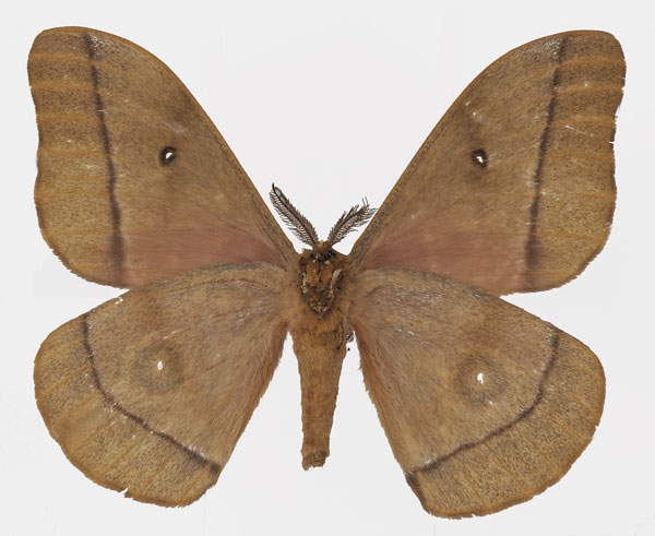 /filer/webapps/moths/media/images/C/cocaulti_Gonimbrasia_AM_Basquinb.jpg