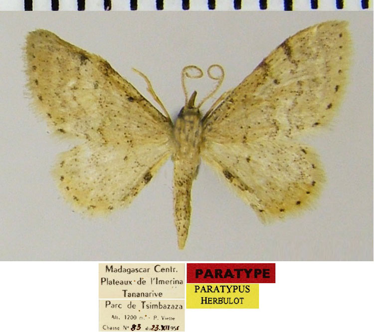 /filer/webapps/moths/media/images/C/cochlearia_Idaea_PTM_ZSMa.jpg