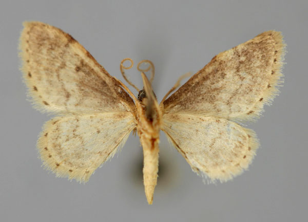 /filer/webapps/moths/media/images/C/cochlearia_Idaea_PT_ZSM_02.jpg