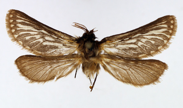 /filer/webapps/moths/media/images/C/cochlias_Gorgopis_AM_TMSA_02.jpg