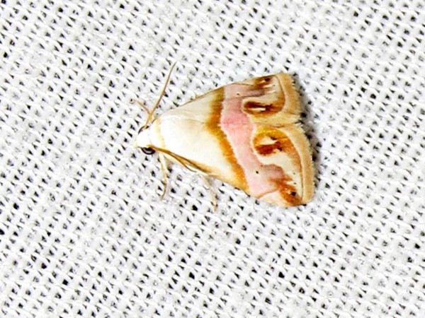 /filer/webapps/moths/media/images/C/cochyliodes_Eublemma_A_Braun.JPG