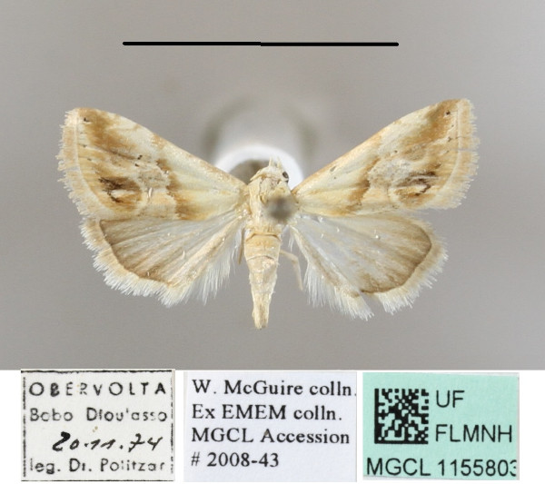 /filer/webapps/moths/media/images/C/cochyliodes_Eublemma_A_MGCLa_01.JPG