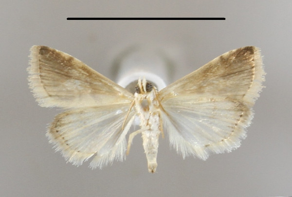 /filer/webapps/moths/media/images/C/cochyliodes_Eublemma_A_MGCLb_01.JPG