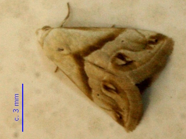 /filer/webapps/moths/media/images/C/cochyliodes_Eublemma_A_Sydes.JPG