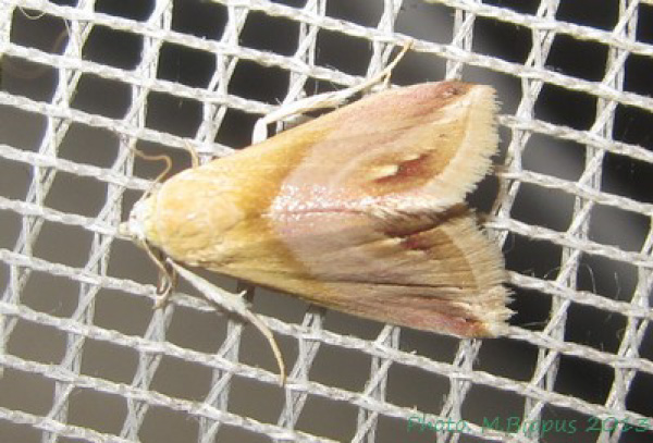 /filer/webapps/moths/media/images/C/cochylioides_Eublemma_A_Bippus.jpg