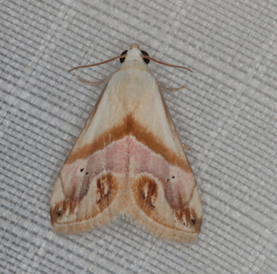 /filer/webapps/moths/media/images/C/cochylioides_Eublemma_A_Heyns_01.JPG