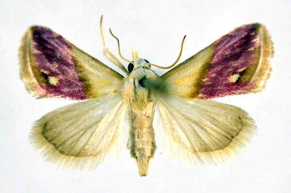 /filer/webapps/moths/media/images/C/cochylioides_Eublemma_A_NHMO_01.jpg