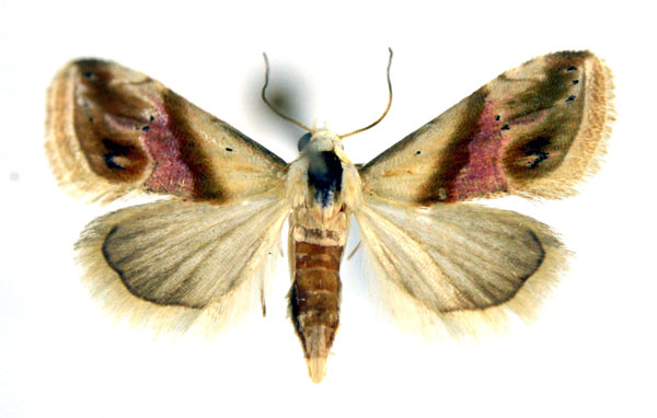 /filer/webapps/moths/media/images/C/cochylioides_Eublemma_A_NHMO_02.jpg