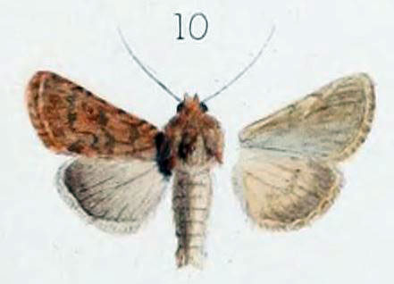 /filer/webapps/moths/media/images/C/codeti_Metopoceras_HT_Oberthur_11_10.jpg