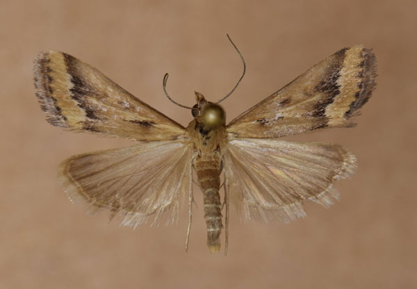 /filer/webapps/moths/media/images/C/coelatalis_Achyra_A_Butler.jpg