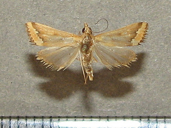 /filer/webapps/moths/media/images/C/coelatalis_Achyra_A_Goff.jpg