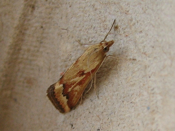 /filer/webapps/moths/media/images/C/coelatalis_Achyra_A_Goff_01.jpg