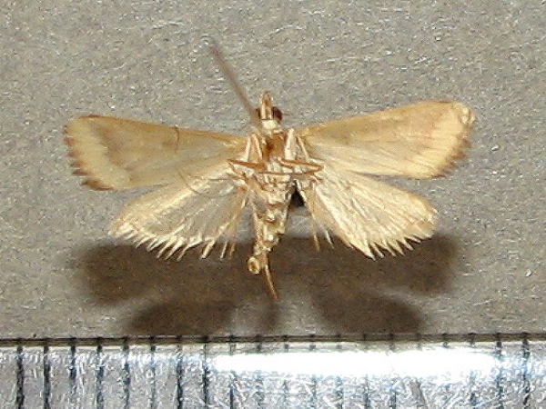 /filer/webapps/moths/media/images/C/coelatalis_Achyra_A_Goffb_02.jpg