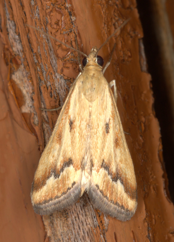 /filer/webapps/moths/media/images/C/coelatalis_Achyra_A_Heyns.jpg