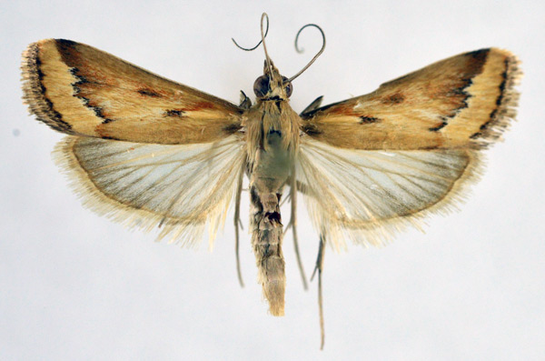 /filer/webapps/moths/media/images/C/coelatalis_Achyra_A_NHMO_01.jpg