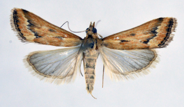 /filer/webapps/moths/media/images/C/coelatalis_Achyra_A_NHMO_02.jpg