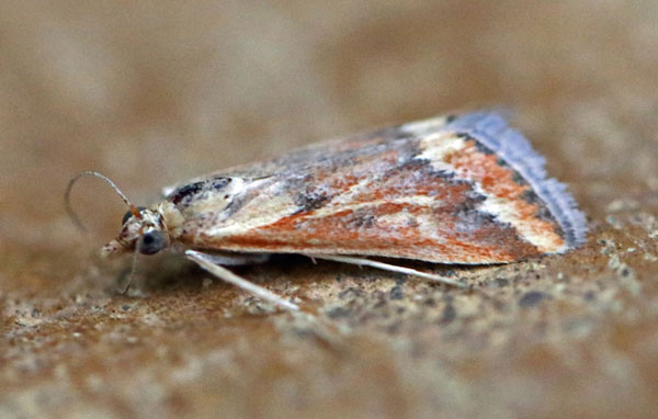/filer/webapps/moths/media/images/C/coelatalis_Achyra_A_Voaden.jpg