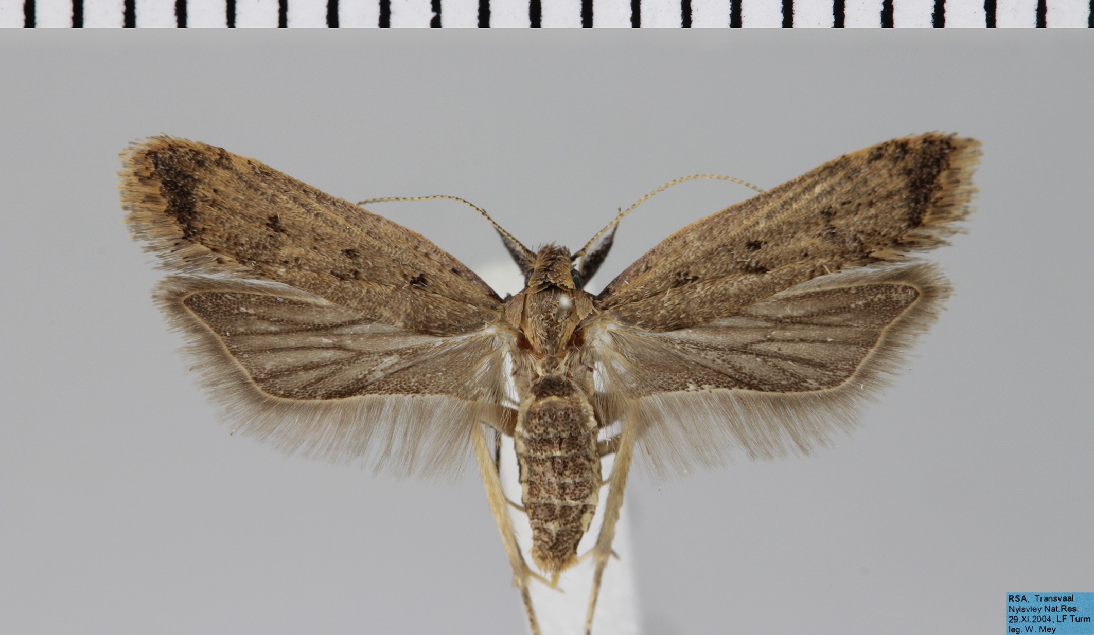 /filer/webapps/moths/media/images/C/coenulenta_Dichomeris_AF_MfN.jpg