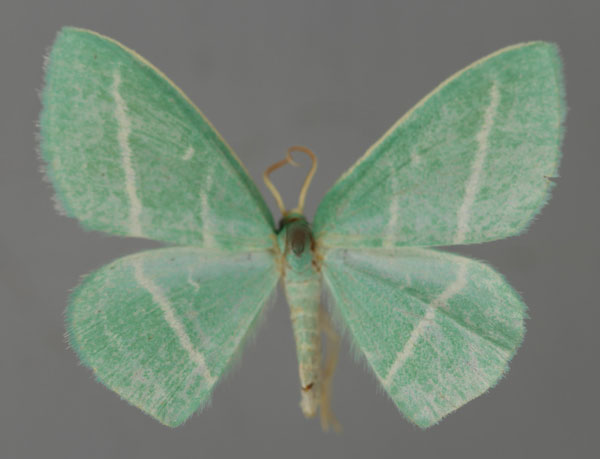 /filer/webapps/moths/media/images/C/coerulea_Syncollesis_A_ZSM_01.jpg
