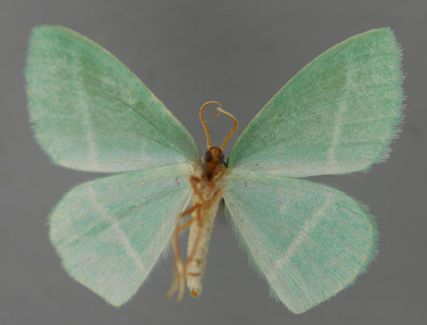 /filer/webapps/moths/media/images/C/coerulea_Syncollesis_A_ZSM_02.jpg