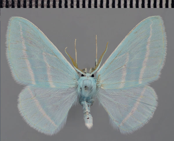 /filer/webapps/moths/media/images/C/coerulea_Trimetopia_AM_ZSM_02.jpg