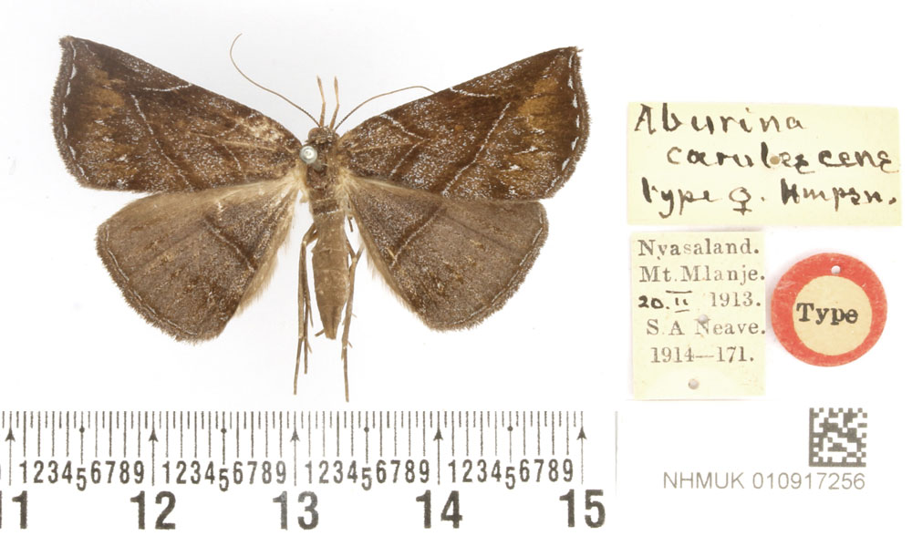 /filer/webapps/moths/media/images/C/coerulescens_Aburina_AT_BMNH.jpg