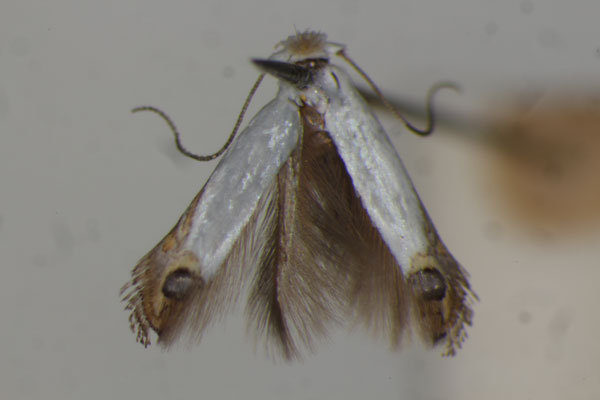 /filer/webapps/moths/media/images/C/coffeella_Leucoptera_A_BMNH.jpg