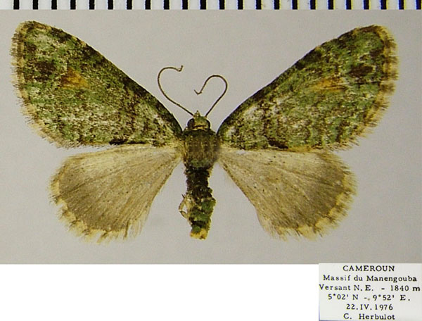 /filer/webapps/moths/media/images/C/cognata_Piercia_AF_ZSM.jpg