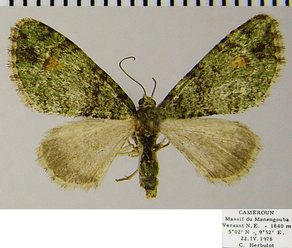 /filer/webapps/moths/media/images/C/cognata_Piercia_AM_ZSMa.jpg