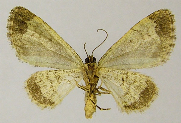 /filer/webapps/moths/media/images/C/cognata_Piercia_AM_ZSMb.jpg