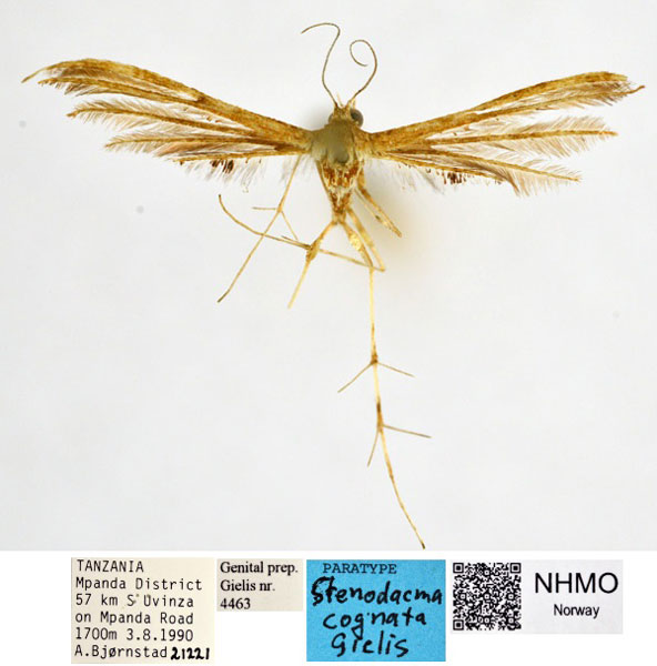 /filer/webapps/moths/media/images/C/cognata_Stenodacma_PT_NHMO_dx3fa3m.jpg