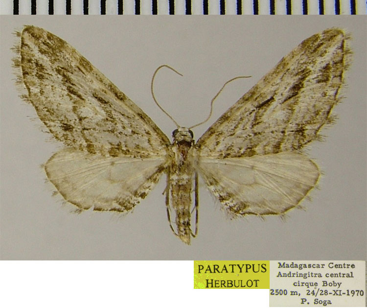 /filer/webapps/moths/media/images/C/cohabitans_Eupithecia_PTF_ZSM_02.jpg