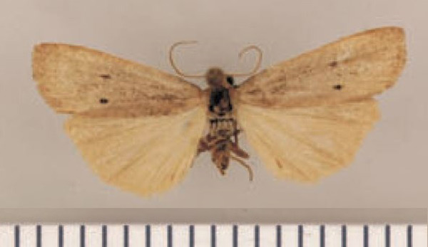 /filer/webapps/moths/media/images/C/cohabitans_Lysceia_HT_TMSA.jpg