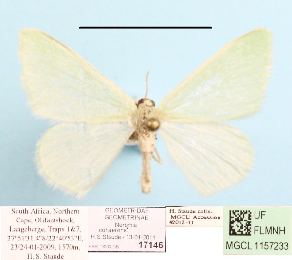 /filer/webapps/moths/media/images/C/cohaerens_Neromia_A_MGCLa_01.JPG