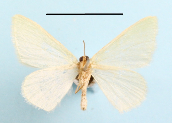 /filer/webapps/moths/media/images/C/cohaerens_Neromia_A_MGCLb_01.JPG