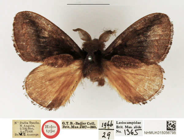 /filer/webapps/moths/media/images/C/coilotoma_Metanastra_HT_NHMUK.jpg